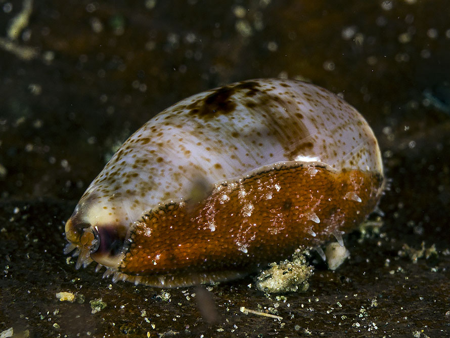 Erronea sp. A